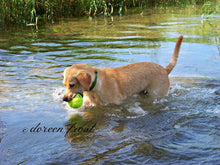 Oliver James Frost Yellow Labrador Retriever Primitive Punch Needle Embroidery Pattern